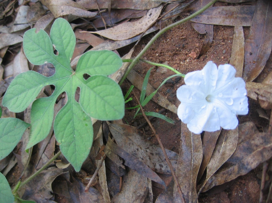 5 Ipomoea pes-tigridis  Seeds, Tiger Foot Morning Glory  Seeds