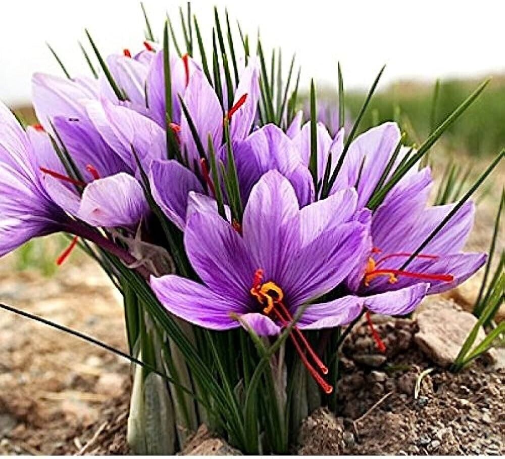 5 Crocus sativus Bulbs, Saffron Bulbs, saffron crocus Bulbs