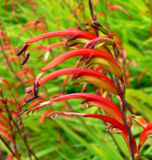 5 Chasmanthe tricolour Seeds, Cobra Lily Seeds