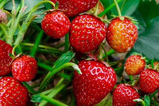 300  Strawberry Seeds,  Garden Fruit Seeds,