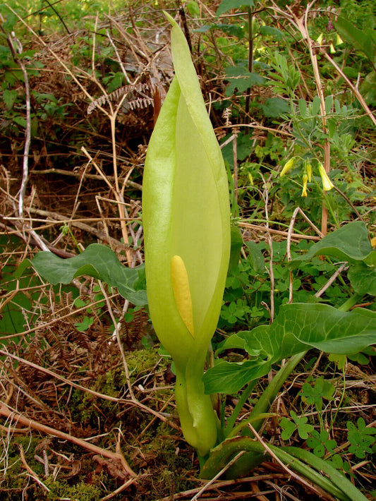 5 Arum concinnatum seeds, Crete arum Seeds