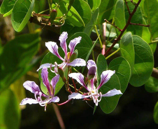 5 Bauhinia yunnanensis Seeds, Chinese orchid tree Seeds, Yunnan Bauhinia Seeds,