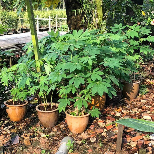 5 Tapioca Plants  ,Manihot Esculenta Plants  ,Cassava  Plants With Phytosanitary certificate