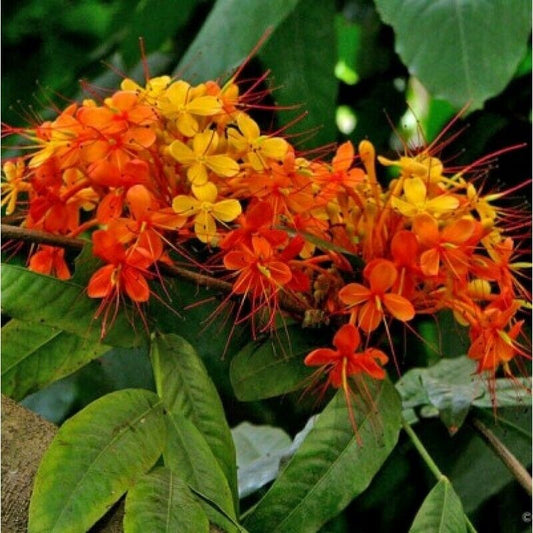 5 Live Saraca indica Plants  , Saraca Ashoka Plants , Ashoka Tree, Sorrowless Tree with With Phytosanitary certificate