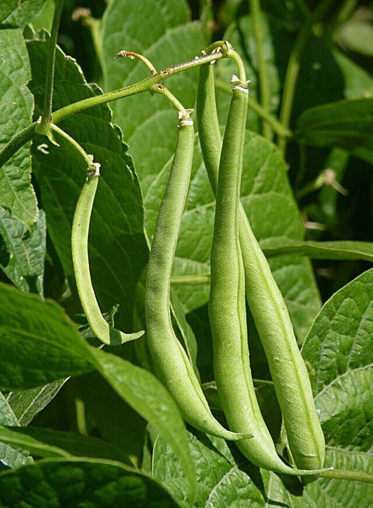 20  Bush Beans Seeds ,Non Gmo. Native Seeds, Exotic Vegetable Seeds