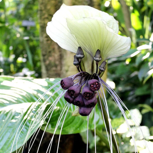 2 Tacca Integrifolia Bulb , White Bat Flower Bulbs , Cats Wiskers Bulb