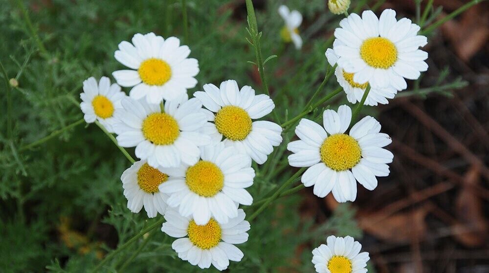 200 Chrysanthemum Cinerariaefolium  Seeds , Pyrethrum Seeds