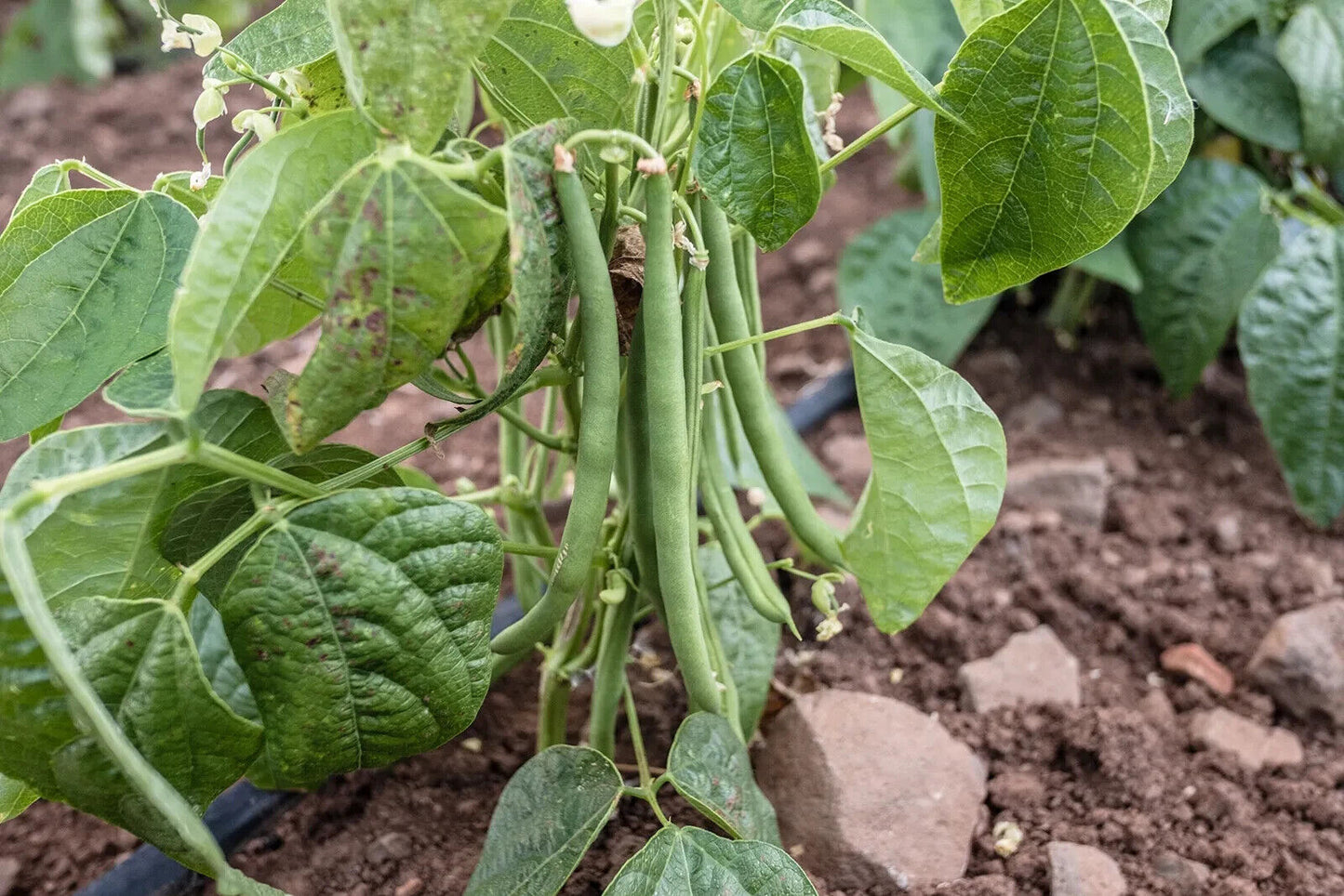 25 Phaseolus vulgaris Seeds, Pinto Bean , Green Beans Seeds, Non Gmo