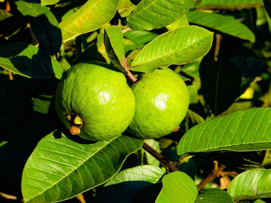 5 Psidium guajava Plants ,Guava Fruit Plants,  With Phytosanitary certificate