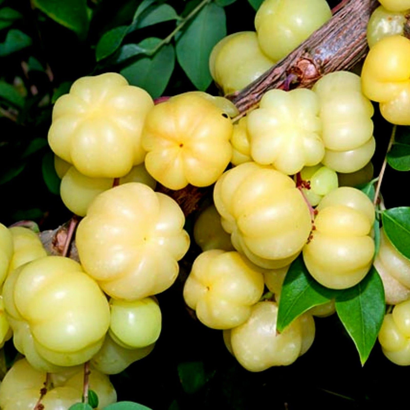 10 Phyllanthus Acidus Seeds Otaheite Gooseberry Star Gooseberry See