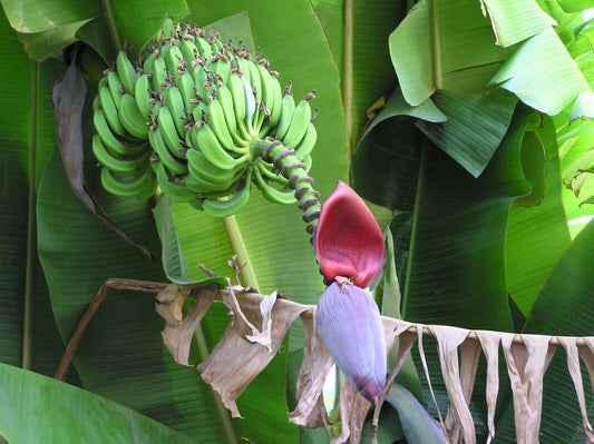 25 Musa acuminata Seeds, Edible Banana Seeds, Exotic Banana Seeds