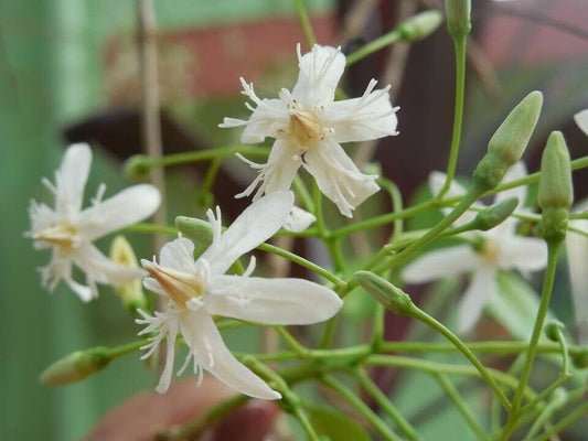 25 Wrightia Tinctoria Seeds, Pala indigo Seeds , Dyer's oleander,