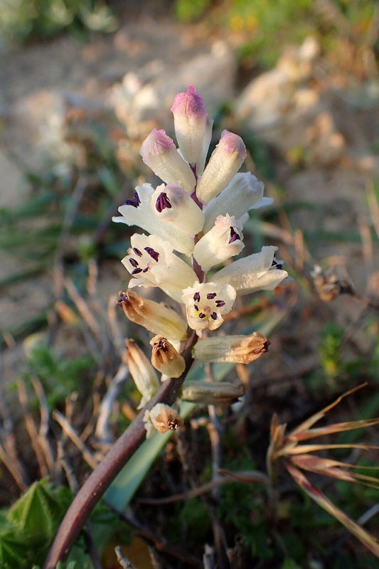 5 Bellevalia brevipedicellata seeds,