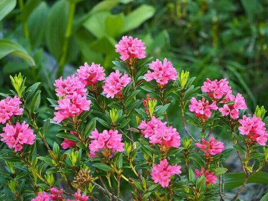 50 Rhododendron ferrugineum Seeds , alpenrose Seeds , snow-rose Seeds ,