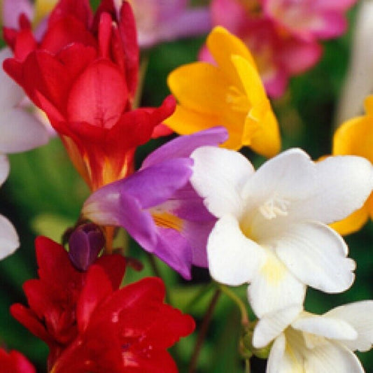10  Freesia Summer Flowering Bulbs Mixed. Freesia Scented Mix Color Bulbs
