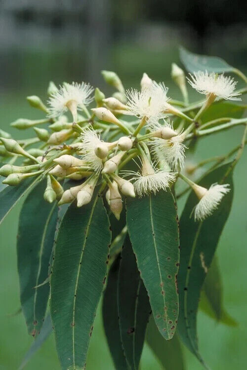 100 Eucalyptus pellita Seeds,Large Fruited Red mahogany  Seeds, Red mahogany Seeds