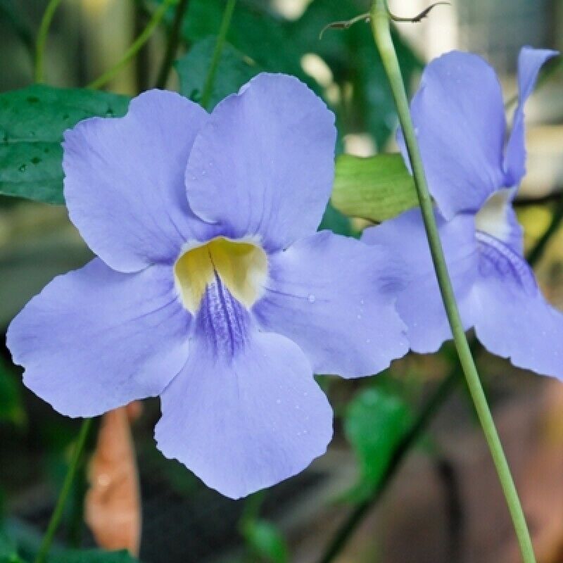 10 Thunbergia grandiflora Blue Seed, Blue Bengal Clock vine Seed, Blue Sky Vine Seeds