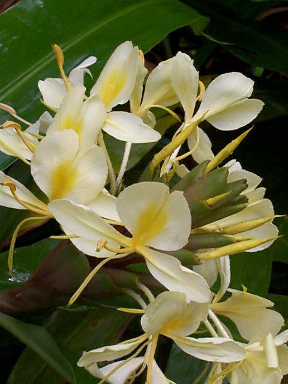 1 Hedychium flavescens Rhizome ,Cream garland lily ,Yellow Ginger Lily Rhizome