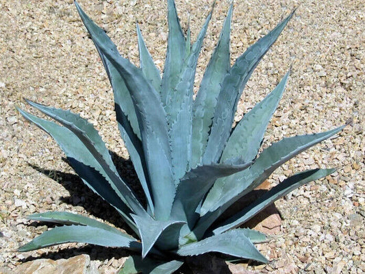 5  Agave americana Plants , Century plant,  With Phytosanitary certificate