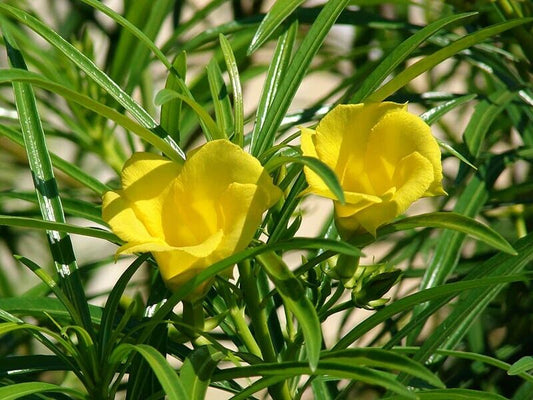 5 Thevetia nerifolia Seeds , Lucky Nut Seeds, Yellow Oleander Seeds,