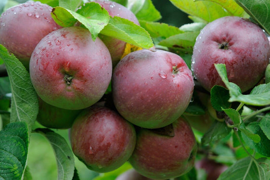 5 Live Malus domestica Plants, Apple Plants ,  Apple Fruit Plants With Phytosanitary certificate