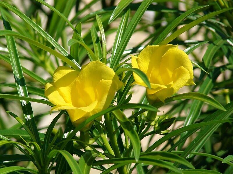 5 Thevetia nerifolia Plants  , Lucky Nut Plants , Yellow Oleander Plants With Phytosanitary certificates