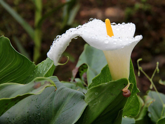 25 Zantedeschia aethiopica Calla lily, Arum lily , white calla Lily Seeds