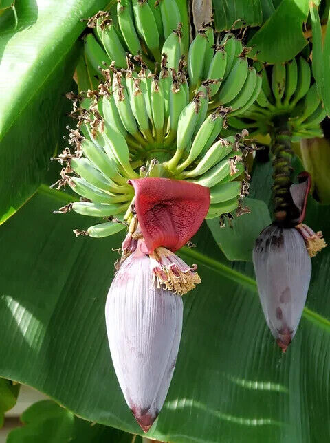 25 Musa ochracea Seeds, Banana Seeds, Exotic Fruits Seeds