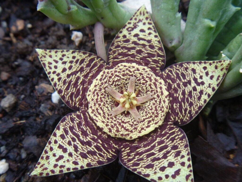 5 Star Flower Seeds, Orbea variegata Seeds, Starfish Plant Seeds