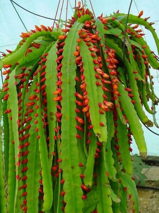10 Acantho Rhipsalis monacantha Seeds, Wickerware cactus Seeds, Rhipsalis Cactus
