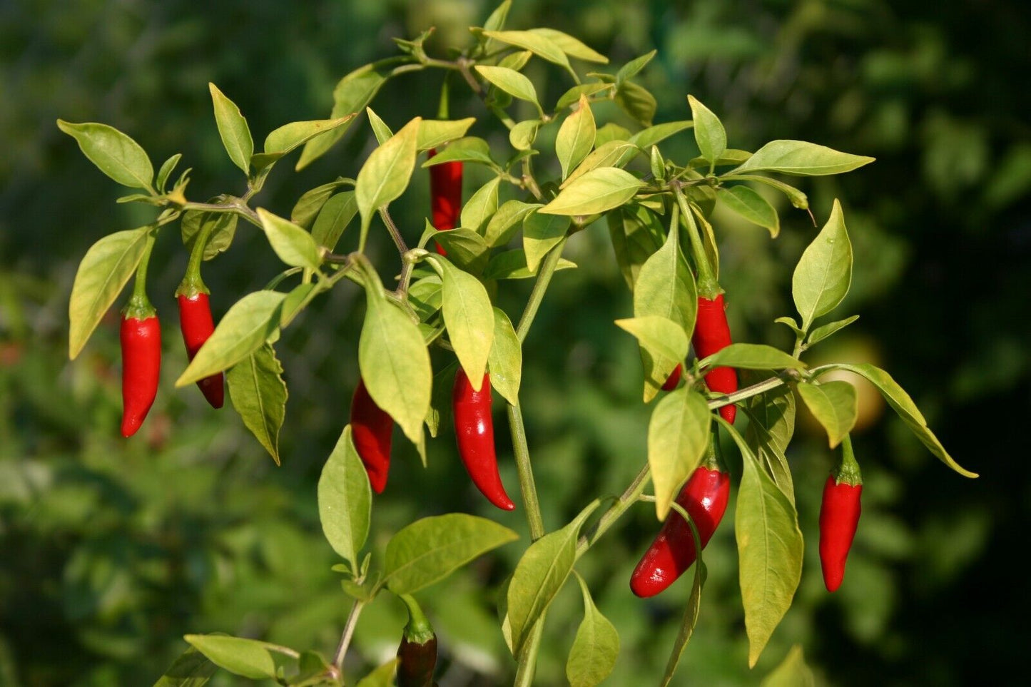 25 Red Bird's eye chili, 20bird's chili, Capsicum annuum,  kanthari mulagu Seeds,