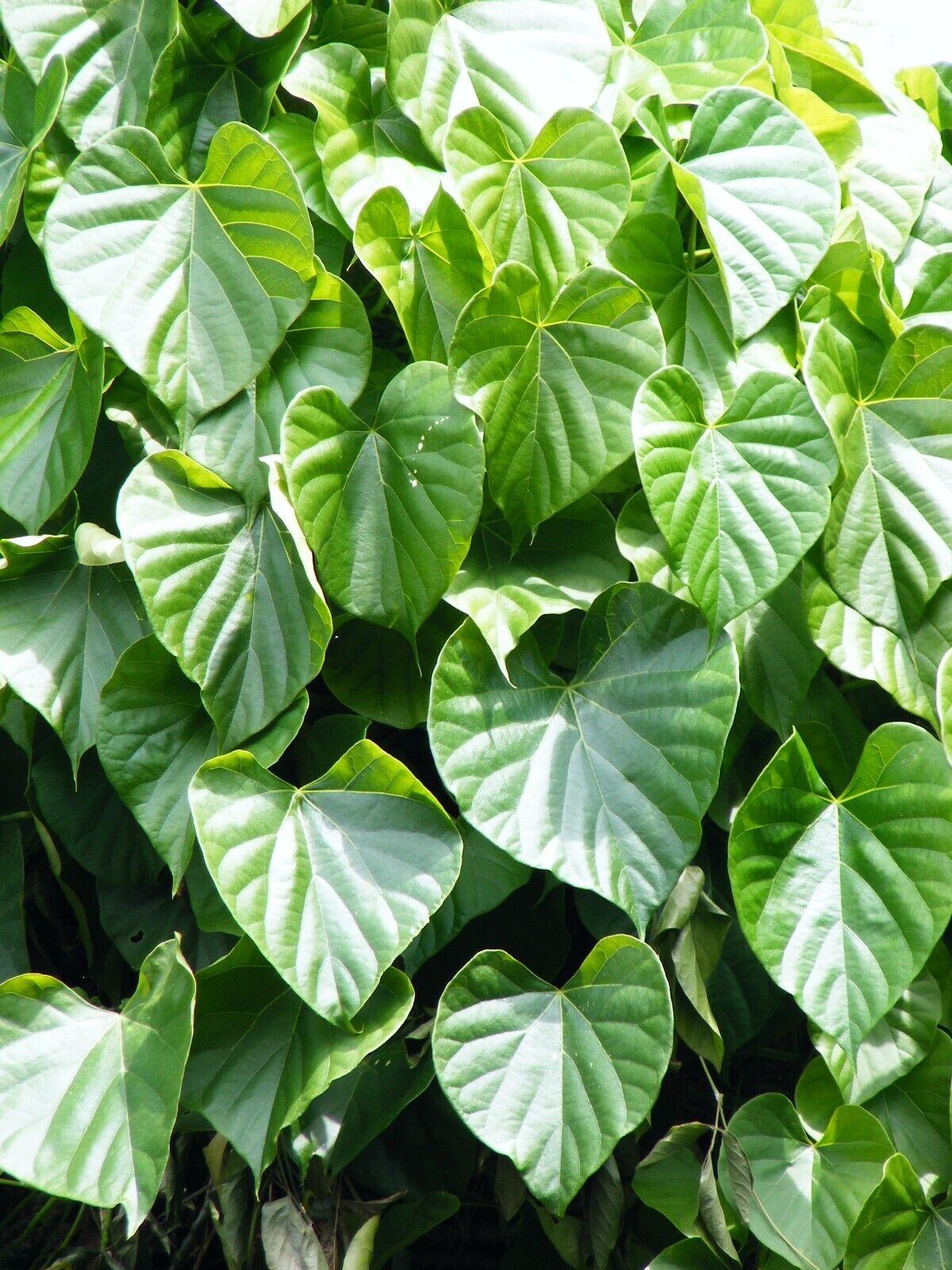 5 live Tinospora Cordifolia Plants ,Heart leaved moonseed Plants ,Giloy  Plants With Phytosanitary certificate
