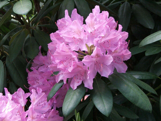 25 Rhododendron catawbiense grandiflora Seeds, Catawba rosebay Seeds,