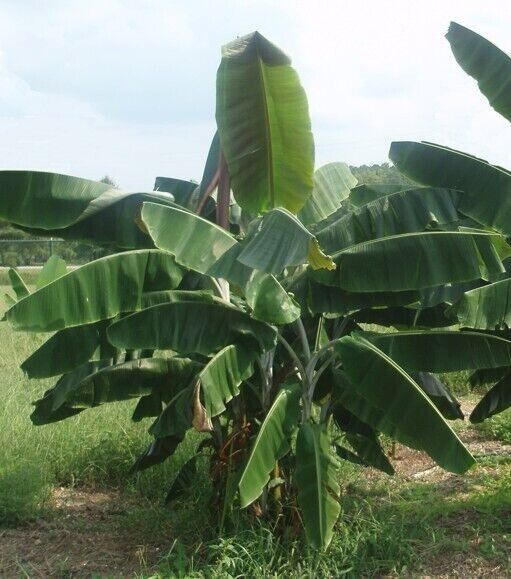 25 Musa Thomsonii Seeds, Bhutan banana Seeds, Exotic Banana Seeds