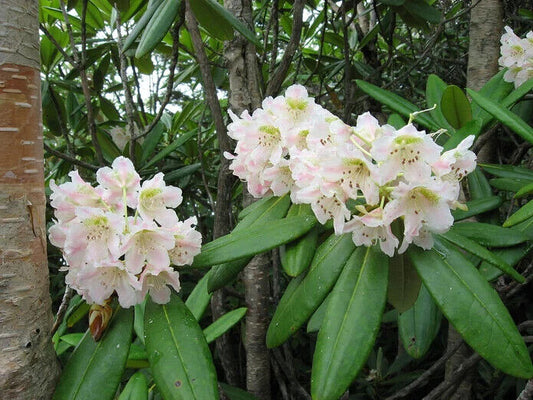 50 Rhododendron brachycarpum Seeds,  Rhododendron Seeds, Exotic  Rhododendron Flower  Seeds