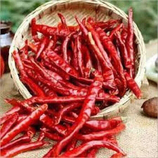 25 Samba Red Chilli Seeds Non-Hybrid , Non-Gmo Red  Chilli  Seeds, Exotic Chilli