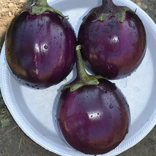 50 Purple Round Brinjal Seeds,Striped Eggplant Seed. Non-Gmo Seeds,
