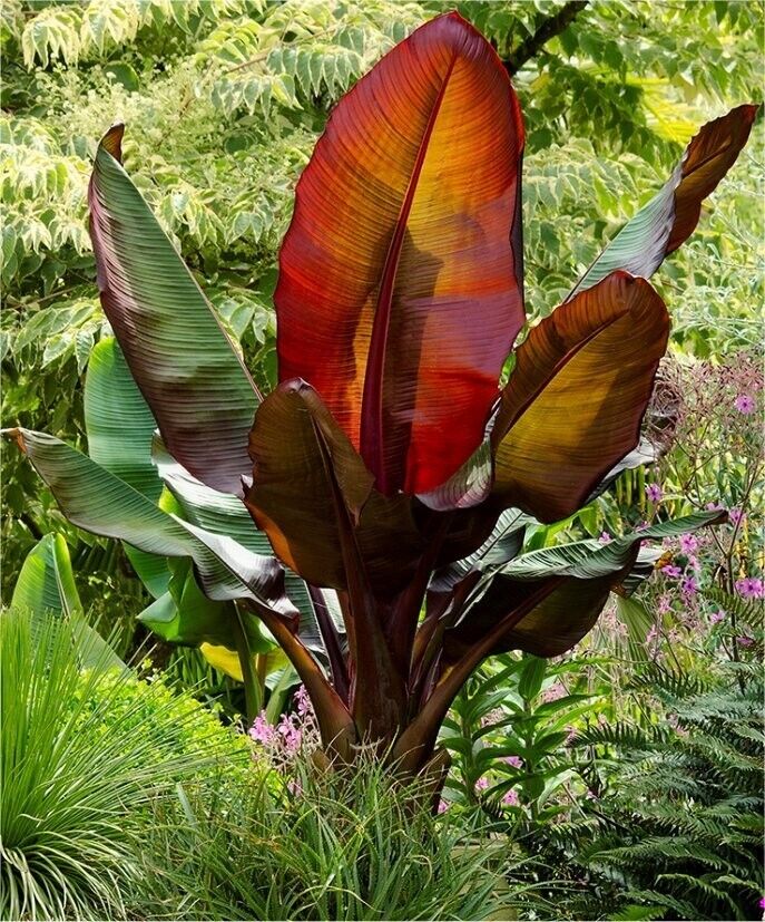 15  Musa Ensete Seeds , Red banana Seeds , Red Darjeeling Banana,