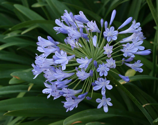 25 Agapanthus africanus Seeds, African lily, Blue Lily Seeds, Lily of the Nile