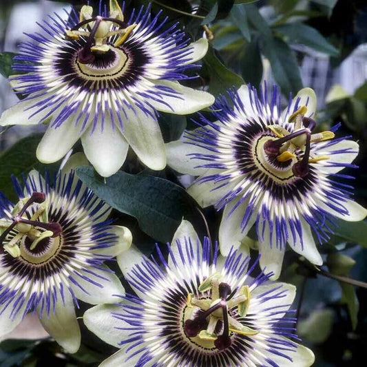 50 Passiflora edulis Seeds, Purple Passion Flower Seeds