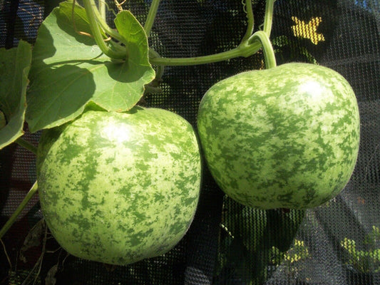 50 Apple Gourd Seeds,  Exotic Gourd Seeds, Non Hybrid Apple Gourd, Non -Gmo Seed