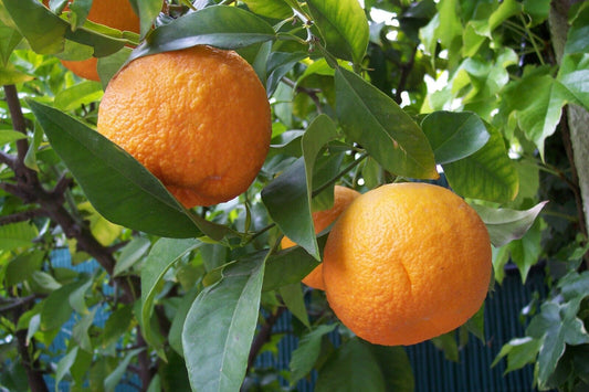 5 Live Citrus aurantium Plants , Bitter orange Plants,   With Phytosanitary certificate