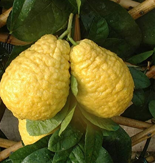 10 Citrus Medica Seeds , Etrog Lemon Seeds , Acidic Lemon Taste