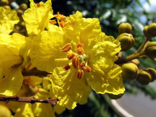 5 Live  Peltophorum dubium Plants  .Yellow Poinciana Plants , Copperpod, Yellow Jacaranda Plants , With Phytosanitary certificate