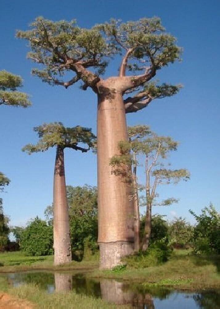 3 Adansonia grandidieri Seeds,  Grandidier  Baobab Seeds,  madagascar baobab