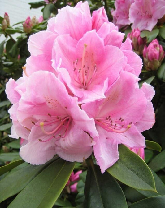 50 Rhododendron fictola Seeds , Rhododendron Seeds. Flowering Shrub Seeds