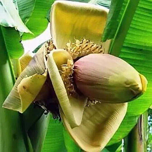 25 Musa thomsonii Seeds, Thomson's Banana Seeds, Exotic Banana Seeds,