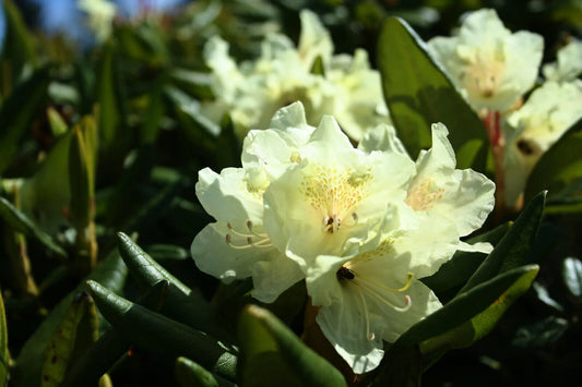 50 Rhododendron aureum Seeds, Rosebay Seeds, Golden Rhododendron, Rhododendron