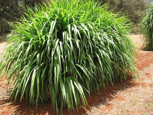 15  Napier Grass Sprouted Cuttings , Elephant Grass Plants , Pennisetum Purpureum Plants With Phytosanitary certificate