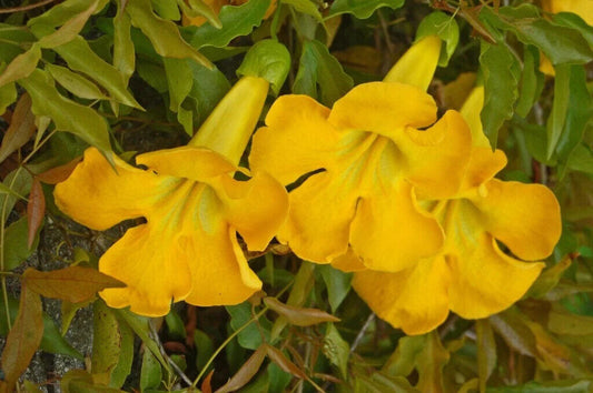 10 Dolichandra unguis cati Seeds ,cats claw  creeper Seeds , funnel creeper, cats